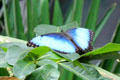 Blue morpho butterfly <i>Morpho peleides</i> at California Academy of Science. San Francisco, CA.