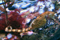 Pot-bellied seahorse <i>Hippocampus abdominalis</i> at California Academy of Science. San Francisco, CA.