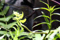 Burmese vine snake <i>Ahaetulla fronticincta</i> at California Academy of Science. San Francisco, CA.