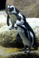 African Penguin <i>Spheniscus demersus</i> at California Academy of Science. San Francisco, CA.