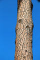 Bark of ponderosa pine tree at Marshall Gold Discovery SHP. Coloma, CA.