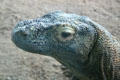 Komodo Dragon from Komodo Island, Indonesia at Denver Zoo. Denver, CO