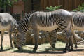 Grevy's zebra from East Africa at Denver Zoo. Denver, CO.