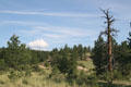 Pines at Florissant Fossil Beds National Monument. CO.