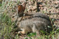 Rabbit at Florissant Fossil Beds National Monument. CO.