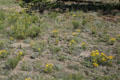 Mixture of yellow wildflowers at Florissant Fossil Beds National Monument. CO.