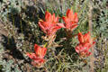 Red wildflowers at Florissant Fossil Beds National Monument. CO.
