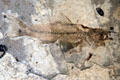 Fossilized fish at Florissant Fossil Beds National Monument. CO.