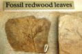 Fossilized redwood leaves at Florissant Fossil Beds National Monument. CO.