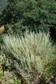 Sage & plant life at Gunnison National Park. CO.