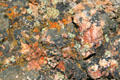 Lichens at Gunnison National Park. CO.