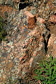 Lichens on granite of Gunnison National Park. CO.