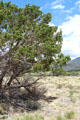 Pine tree at Great Sand Dunes National Park. CO.