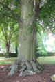 Copper Beech tree on grounds of Burr Homestead. Fairfield, CT.