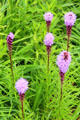 Liatris spicata gayfeather purple flowers. Fairfield, CT.