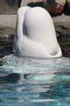 Beluga whale at Mystic Aquarium. Mystic, CT.