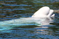 Beluga whale at Mystic Aquarium. Mystic, CT.