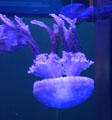 Spotted jellies at Mystic Aquarium. Mystic, CT.