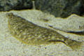 Winter flounder not camouflaged at Mystic Aquarium. Mystic, CT.