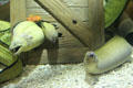 Moray eels at Mystic Aquarium. Mystic, CT.