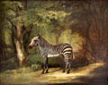 Zebra painting by George Stubbs at Yale Center for British Art. New Haven, CT.