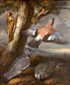 Jay, Green Woodpecker, Pigeons & Redstart painting by Francis Barlow at Yale Center for British Art. New Haven, CT.