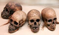 New Guinean human trophy skulls with carved designs from Upper Fly River at Yale Peabody Museum. New Haven, CT.