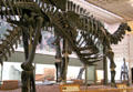 Dinosaur hall at Yale Peabody Museum. New Haven, CT