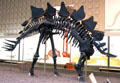 Stegosaurus at Yale Peabody Museum. New Haven, CT.