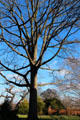 Oak tree of Dumbarton Oaks. Washington, DC.