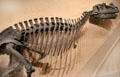 <i>Ceratosaurus nasicornis</i> fossil at National Museum of Natural History. Washington, DC.