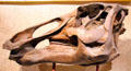 Skull of <i>Edmontosaurus annectens</i> fossil at National Museum of Natural History. Washington, DC.