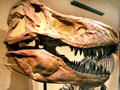 Cast of <i>Tyrannosaurus rex</i> skull at National Museum of Natural History. Washington, DC.