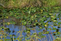 Lilly pond in the Everglades. FL.