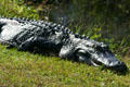 Alligator suns beside waterway. FL.