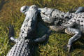 Alligator meets alligator. FL.
