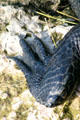 Rear claws of alligator. FL.