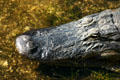 Detail of nose closures of alligator. FL.