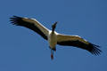 Wood stork in flight. FL.