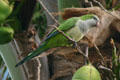 Monk parakeet established in wild. Fort Lauderdale, FL.