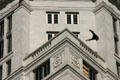 Vulture approaches cornice of Miami-Dade County Courthouse. Miami, FL