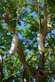 Sausage Tree at Parrot Jungle Island. Miami, FL.