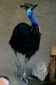 Southern Cassowary at Parrot Jungle Island. Miami, FL