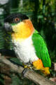 Black-headed Caique at Parrot Jungle Island. Miami, FL.