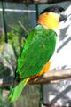 Black-headed Caique at Parrot Jungle Island. Miami, FL.