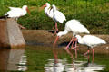 White Ibis flock at Parrot Jungle Island. Miami, FL.