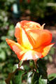 Orange rose bud in Leu Gardens. Orlando, FL.