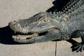 Head of alligator by Craig T. Ustler. Orlando, FL