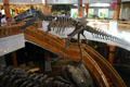 T-Rex skeletal replica in Jurassic Park Discovery Center at Universal's Islands of Adventure. Orlando, FL.