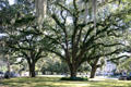 Spanish moss covered trees of Park Street. Tallahassee, FL
